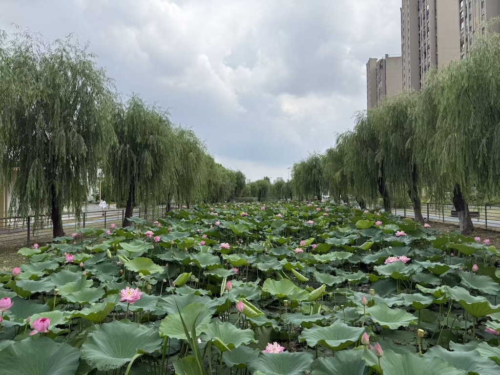 這是一張圖片